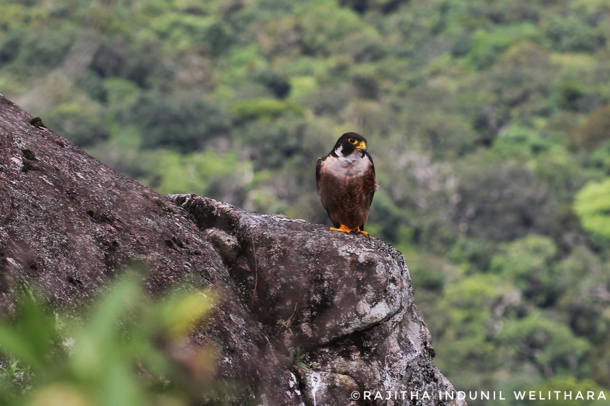 Falconidae